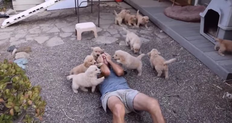 Golden Retriever Puppies Launch Adorable ‘Attack’ On Man Lying On The Ground