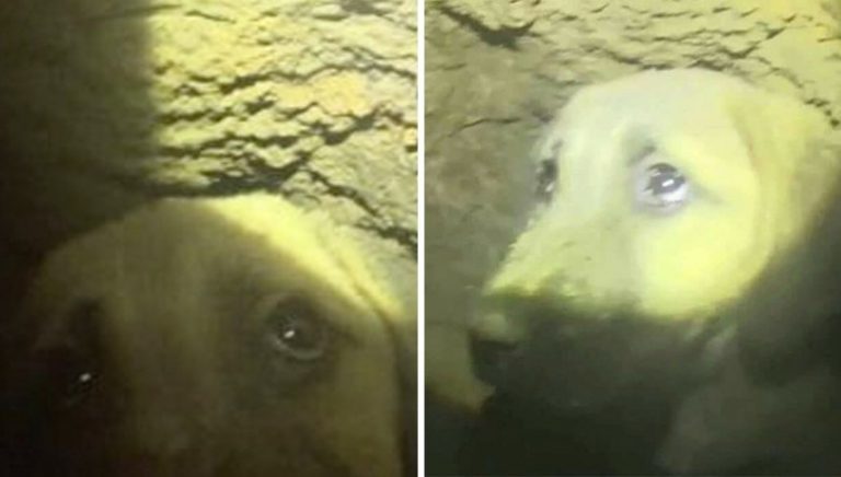 Rescuers Refuse To Give Up On Stray Puppy Trapped Down Deep Well For Over A Week