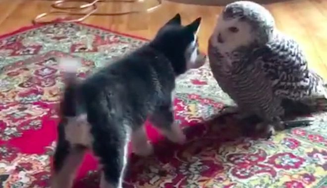 Husky Puppy Wants To Kiss His Snowy Owl Friend