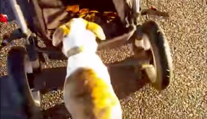 Puppy Gets Tired And Decides Strollers Aren’t Just For Babies