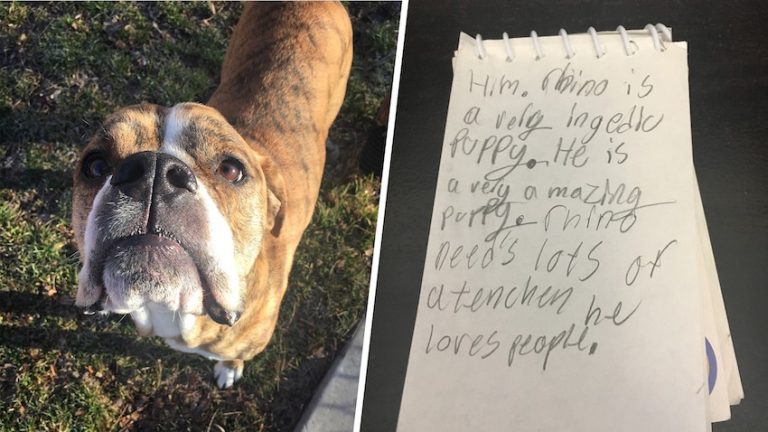 Dog Brought To Shelter With Heartbreaking Note From Child Finds A New Family