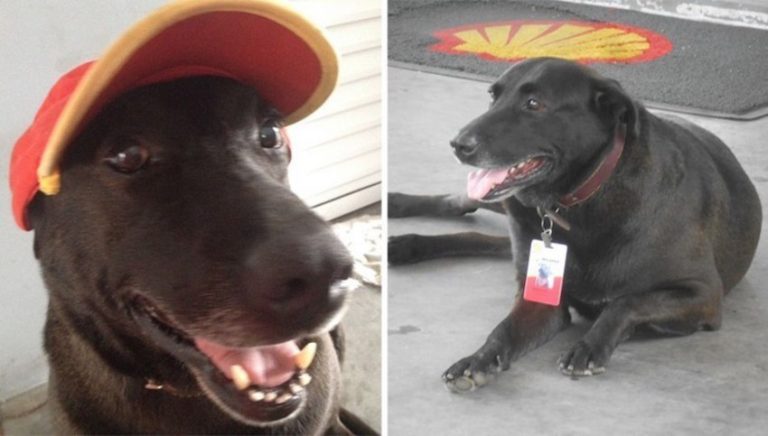 Couple Opening Gas Station Gives Stray Dog A Job And A Home