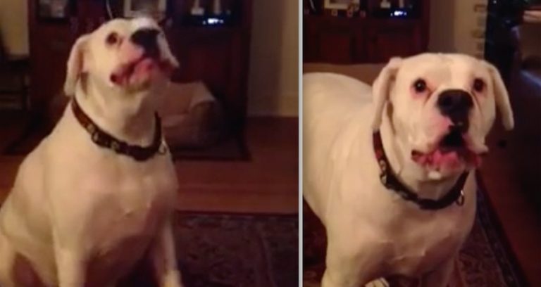 Tired Boxer Adorably Argues With His Human About Bedtime