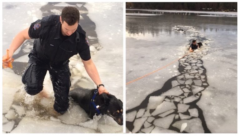 vancouver cop saves dog from Lost Lagoon