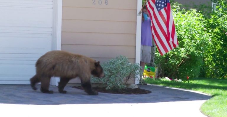 man and bear surprise