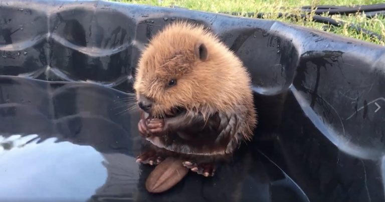 orphaned beaver kit
