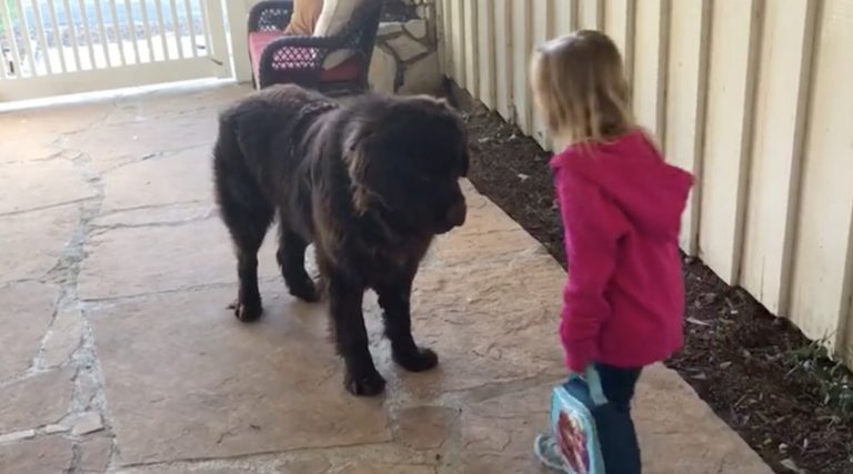 Dog Shares Sweetest Routine With Little Girl Before She Goes Off To School