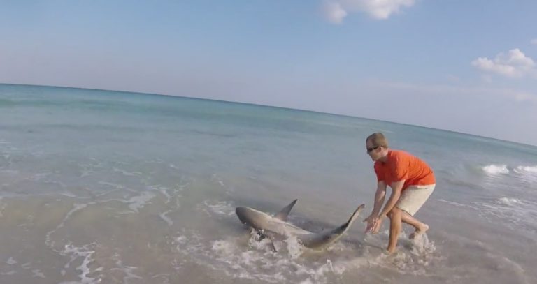 black tip shark rescue