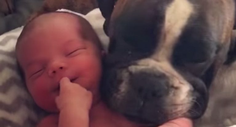 Boxer Dog Snuggles Up To Her New Human Baby Brother