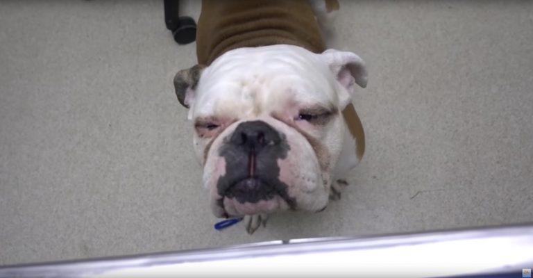 Homeless Bulldog Who Could Not See Gets Second Chance