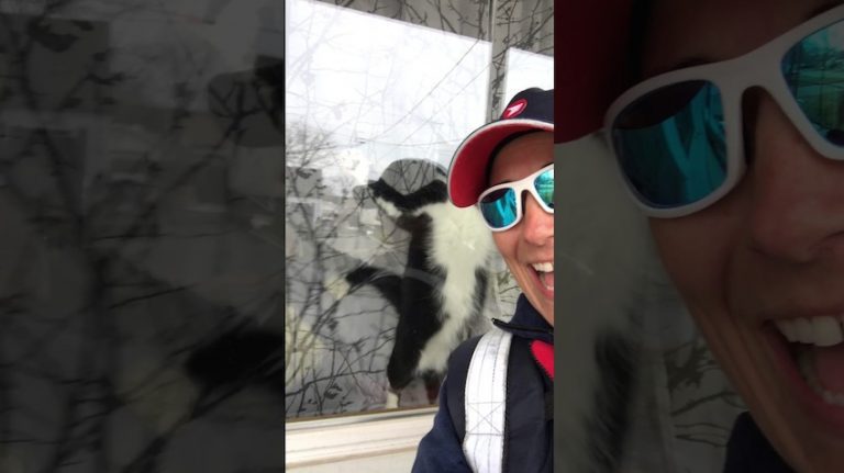 Mail Carrier Cheerfully Greets Cat That Is Fiercer Than Any Guard Dog