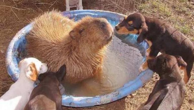 Capybara And Rescued Animals At Refuge Have Formed The Most Incredible Family