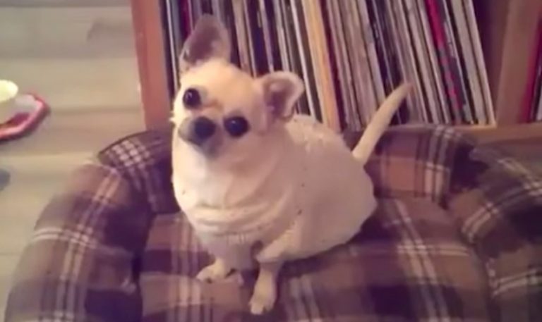 Chihuahua Has The Most Adorable Reaction When Asked If She Wants To Go For A Walk