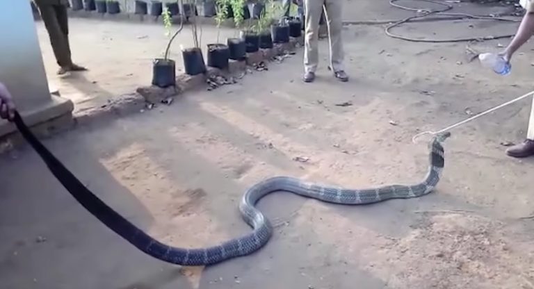 Thirsty Cobra Accepts Water Offered By Wildlife Rescue Workers