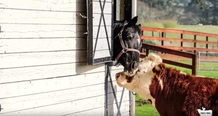 cow and stallion