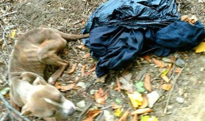 Cop Arrested For Trying To Dump His Emaciated Dog In Trash Bag