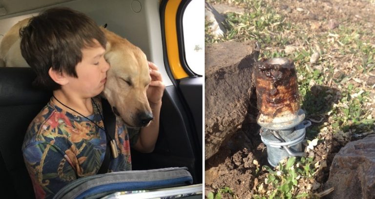 cyanide trap kills dog