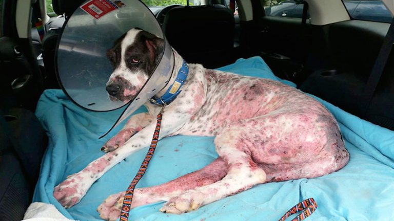 Rescuers Thought Great Dane Was Neglected By Her Family, But Were Shocked To Learn Vets To Blame