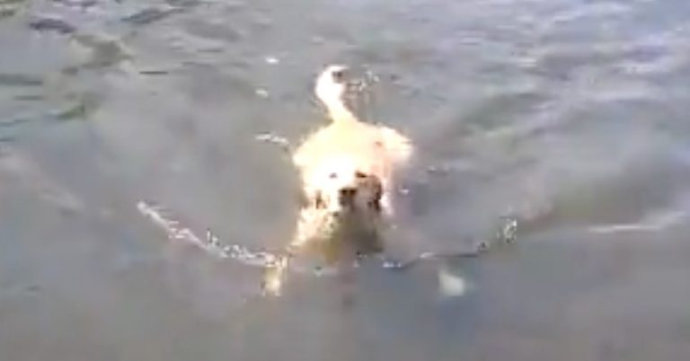 dog does breast stroke