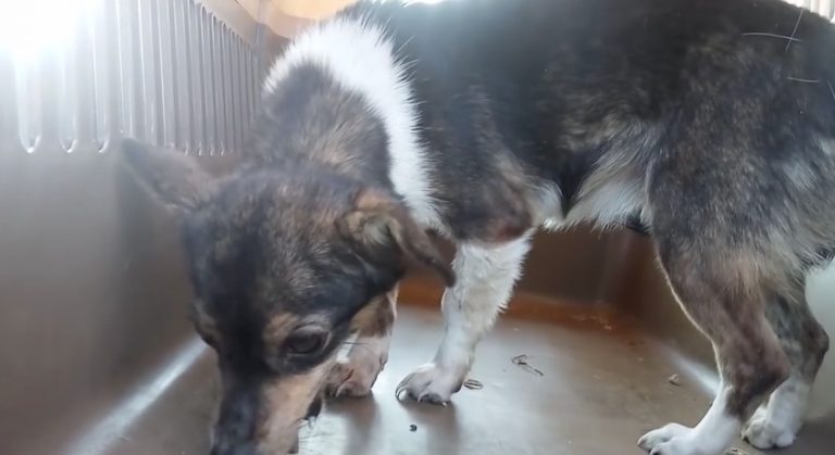 Mara stray dog