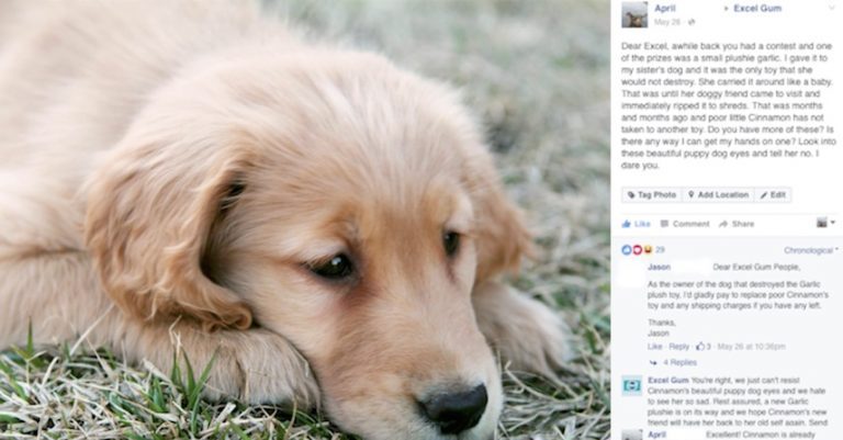 Dog Was Very Sad After Losing Her Favorite Toy, But Gets Special Surprise From Her Family
