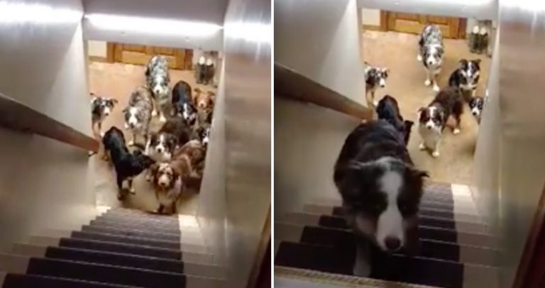 Clever Dogs Wait Patiently For Their Names To Be Called