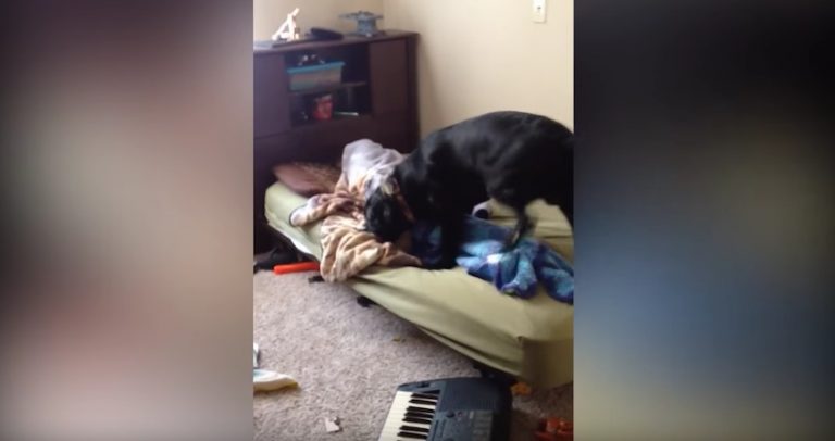 dog wakes kid