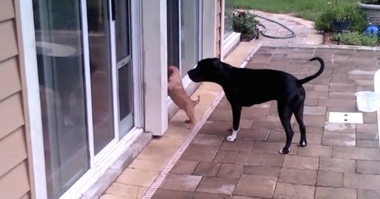 doggy door lesson