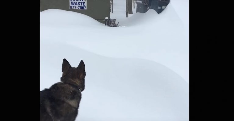 German Shepherd Helps His Buddy Get Through Deep Snow