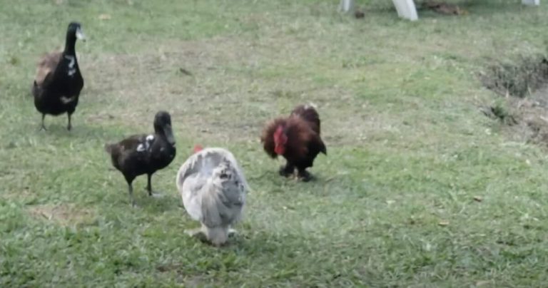 Duck Breaks Up Squabbling Roosters At Farm