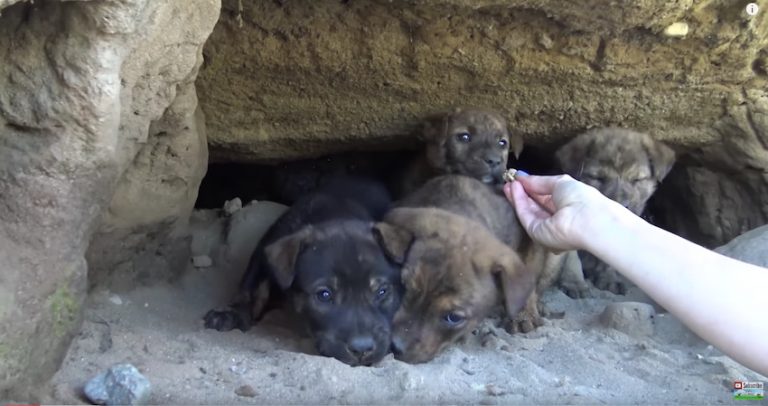 Hope For Paws puppy rescue