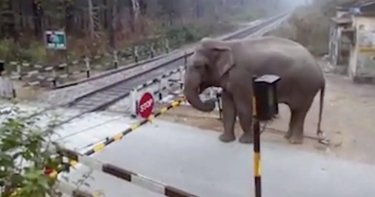 elephant crosses rail track