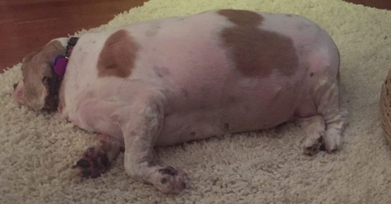 fat cavalier dog