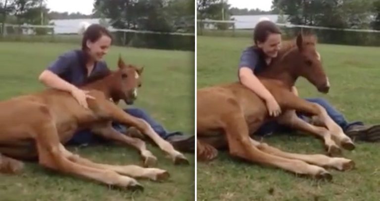 Foal Loves To Cuddle With Her Human