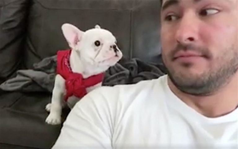Frenchie with bandana