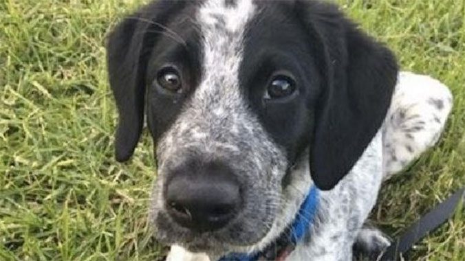 Public Outraged After Aviation Security Dog Shot Dead At Auckland Airport