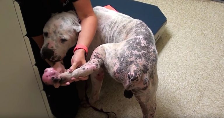 Neglected Cane Corso Who Ended Up On Death Row In Shelter Only Wants To Be Hugged