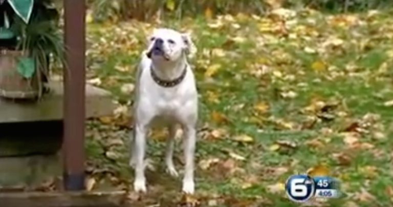 Disabled Dog Saves His Human In Incredible Way