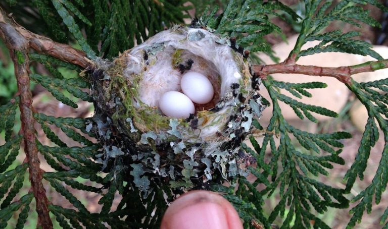 hummingbird nest
