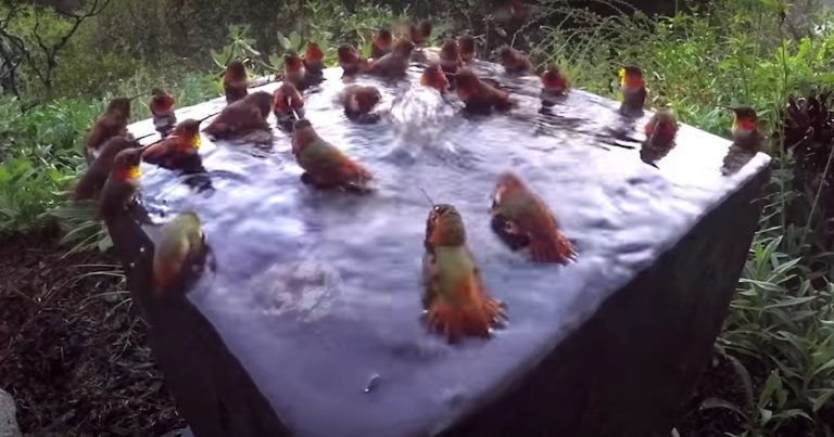 hummingbird pool party