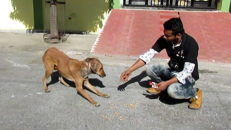 Jay saved by Animal Aid Unlimited