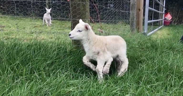 lamb with five legs