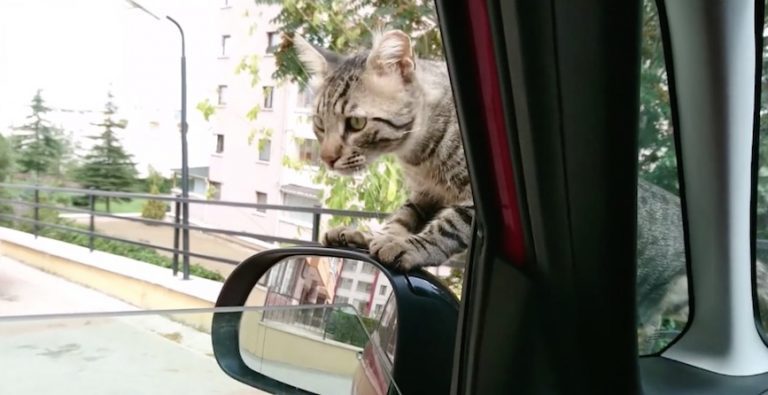 Lonely Street Cat Decides He Wants A Family, So He Climbs Into Car And Refuses To Leave