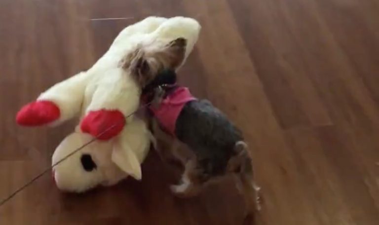 Tiny Dog Proudly Picks Out The Biggest Toy In The Pet Store
