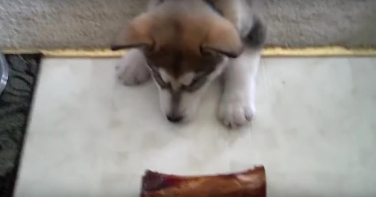malamute puppy bone