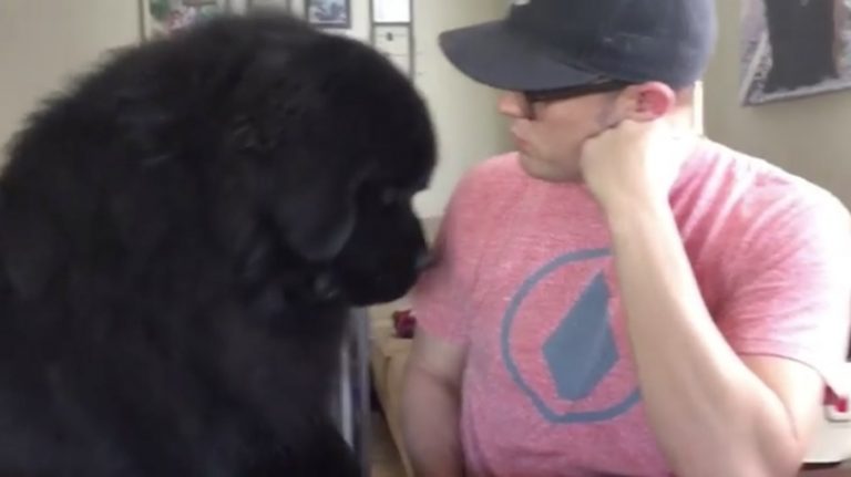 Adorable Newfoundland Dog Wants Hug From Daddy