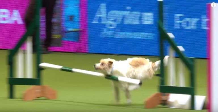 Olly the Jack Russell at Crufts