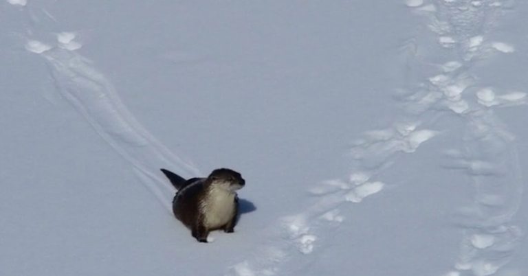 river otter slides in snow