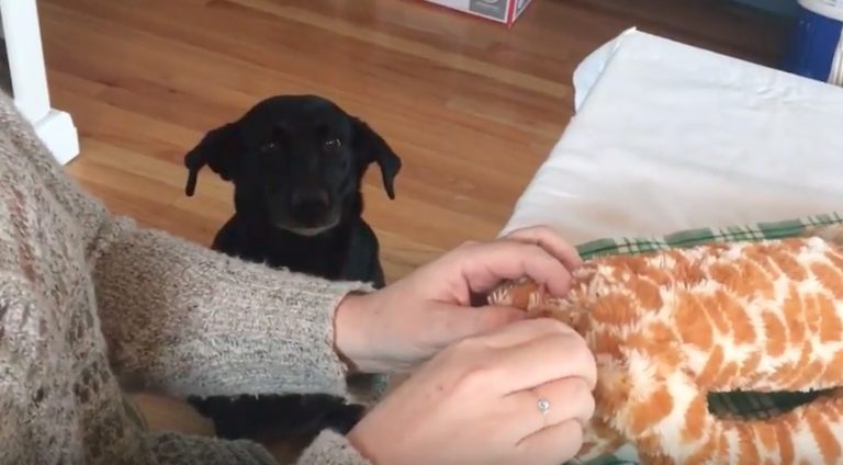 Patient dog watches her toy