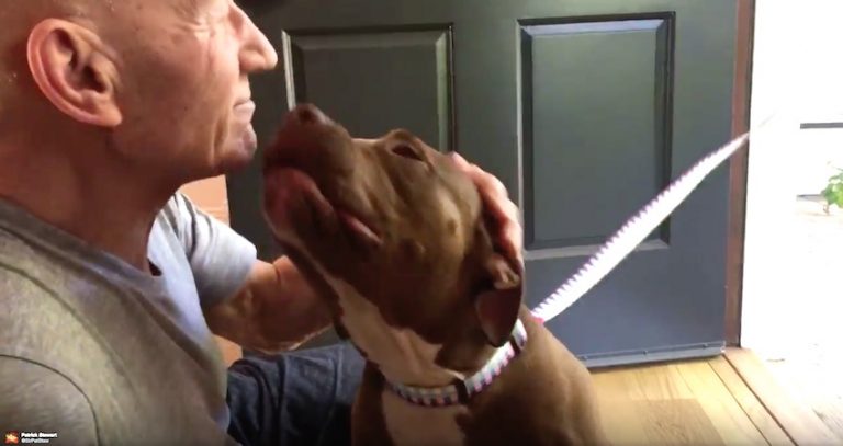 Patrick Stewart Greets The Pit Bull He Will Be Fostering And Falls In Love